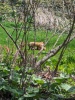 fox kits playing two fox kits in a neighbor's yard