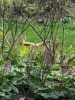 fox kits foxes in the grass